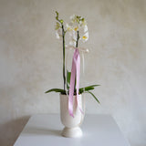 Orquídea