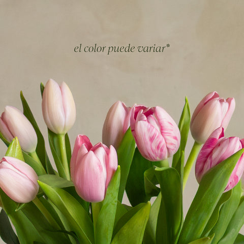 Tulipanes