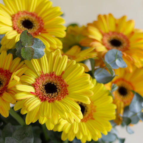 Gerberas