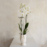 Orquídea