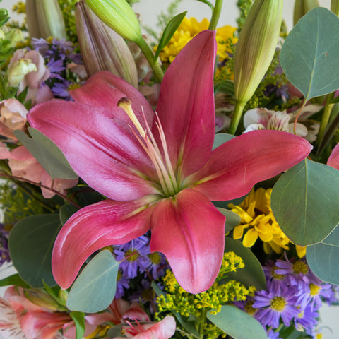 Primavera