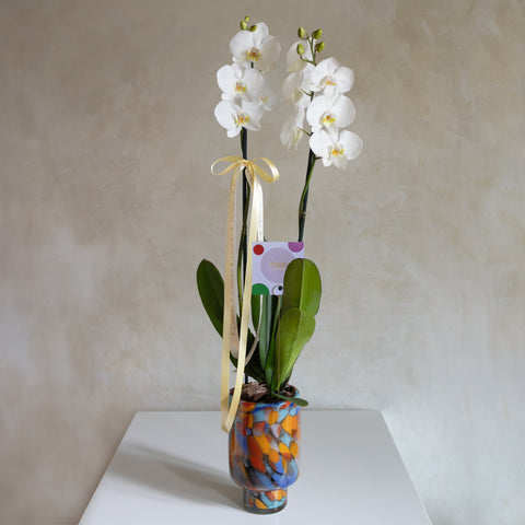 Orquídea en vidrio soplado