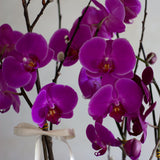 Orquideario