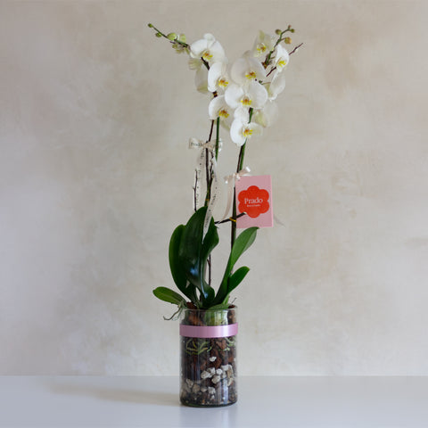 Orquídea Valentines