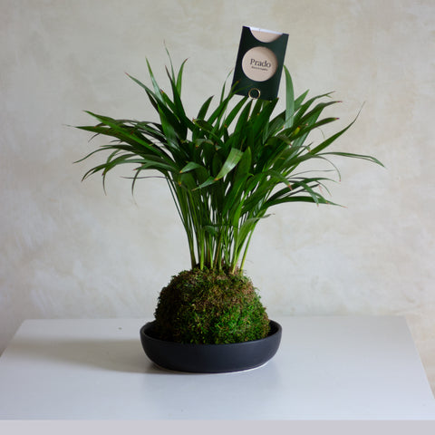 Palma Kokedama